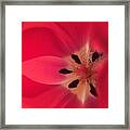 Macro Beauty Tulip Framed Print