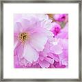 Macro Kwanzan Cherry Flowers Framed Print