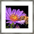 Macro Photography - Bees - 18 Framed Print