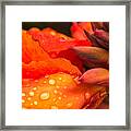 Macro Water Drops On A Red Canna Flower Framed Print