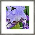 Macro Wavy Iris Petals Framed Print