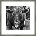 Mad Cow Framed Print