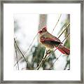 Madam Cardinal Framed Print