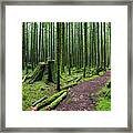 Magic Forest Framed Print