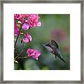 Magnificent Hummingbird Female Feeding Framed Print