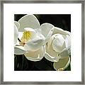 Magnolia Bliss Framed Print