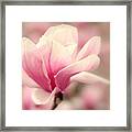 Magnolia Blossom Framed Print