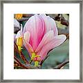 Magnolia Blossoms Framed Print