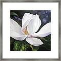 Magnolia Flower Framed Print