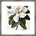 Magnolia Grandiflora Framed Print