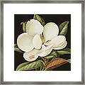 Magnolia Grandiflora Framed Print