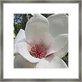 Magnolia Heart Framed Print