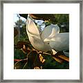 Magnolia Framed Print