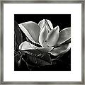 Magnolia In Black And White Framed Print