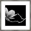 Magnolia In Suspension Framed Print