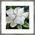 Magnolia Oil Painting Framed Print