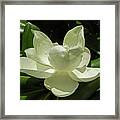 Magnolia Series 3 Framed Print