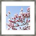 Magnolia Tree Against Blue Sky Framed Print