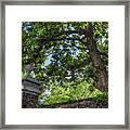 Magnolia Tree And Charleston Brick Framed Print