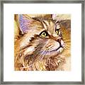 Main Coon Framed Print