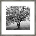 Maine Apple Tree In Fog Framed Print
