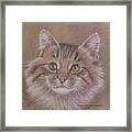 Maine Coon Cat Framed Print