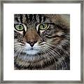 Maine Coon Cat Portrait Framed Print
