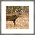 Majestic Buck Framed Print