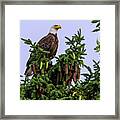 Majestic Eagle On Pine Framed Print