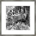 Majestic In The Cliffs Of Lamar Valley Black And White Framed Print