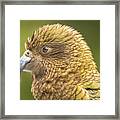 Kea Portrait Framed Print