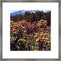 Majestic Mount Hood Framed Print