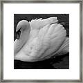 Majestic Mute Swan Framed Print