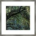 Majestic Weeping Willow Framed Print
