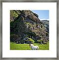 Majestic White Horse Framed Print