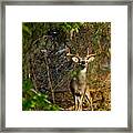 Majestic Whitetail Framed Print