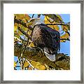 Majesty In Yellow Framed Print