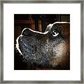 Malú, Boxer Dog, #juansilvaphotos Framed Print