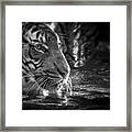 Malayan Tiger Framed Print