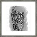 Malaysian Tiger Framed Print
