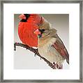 Male And Female Northern Cardinals On Pine Branch Framed Print