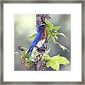 Male Bluebird Framed Print