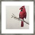 Male Cardinal In Winter Framed Print