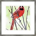 Male Cardinal Perched On Budding Stem Framed Print