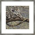 Male Clouded Leopard Framed Print