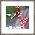Male Costa's And Red Yucca Framed Print