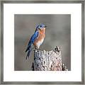 Male Eastern Bluebird Singing Dsb0287 Framed Print