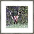 Bull Elk Rmnp Co #2 Framed Print