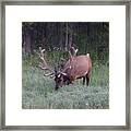 Bull Elk Rocky Mountain Np Co Framed Print