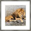 Male Lion Framed Print